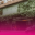 back-local-ayo-1.png